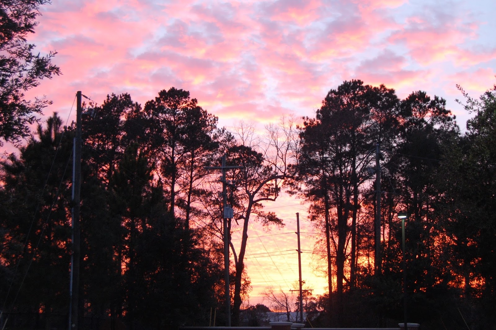 A2F Pink Sunset