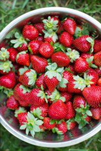 A2F Summer 2016 Bucket List Strawberry Picking