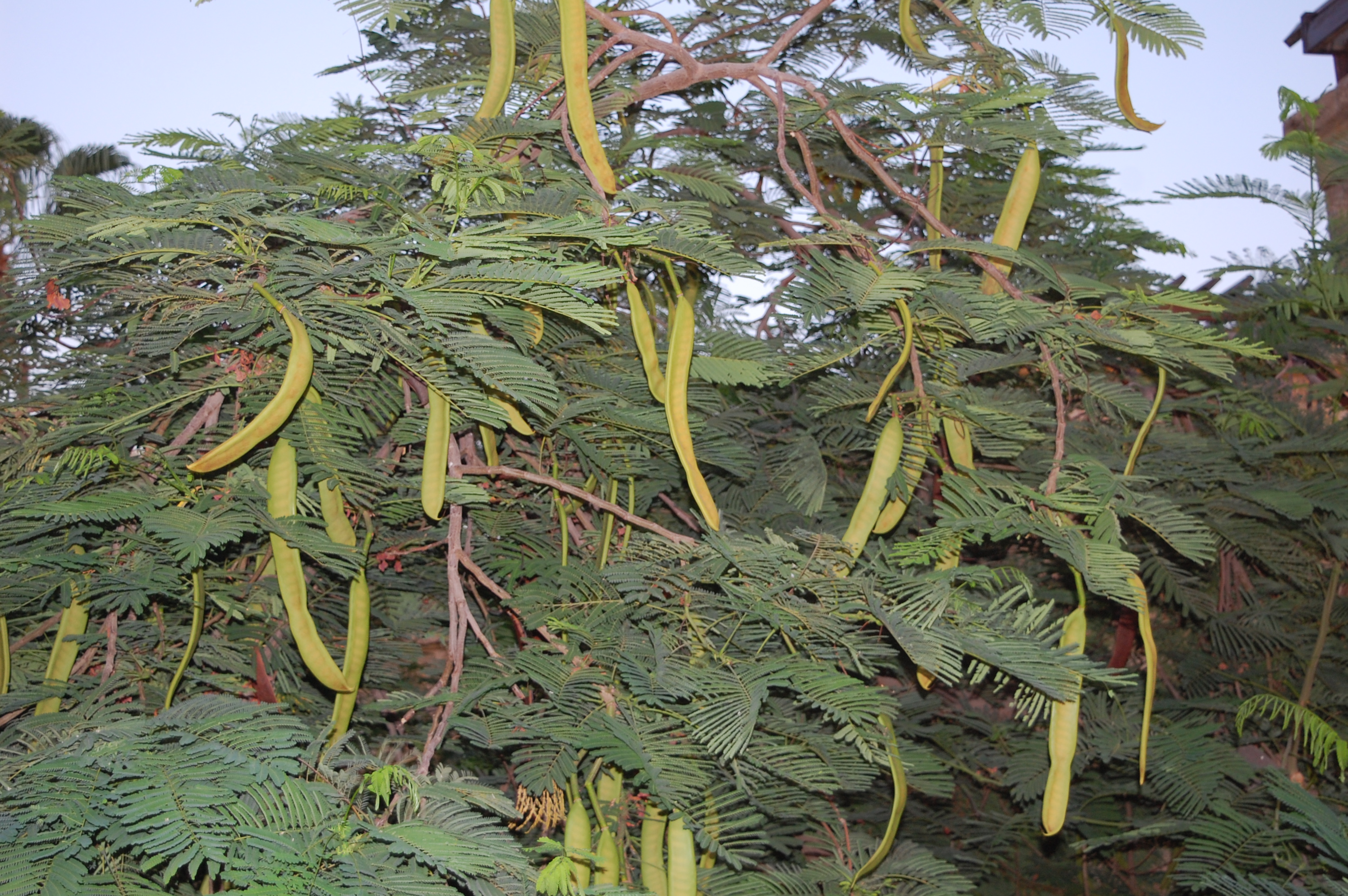 A2F Green Bean Tree