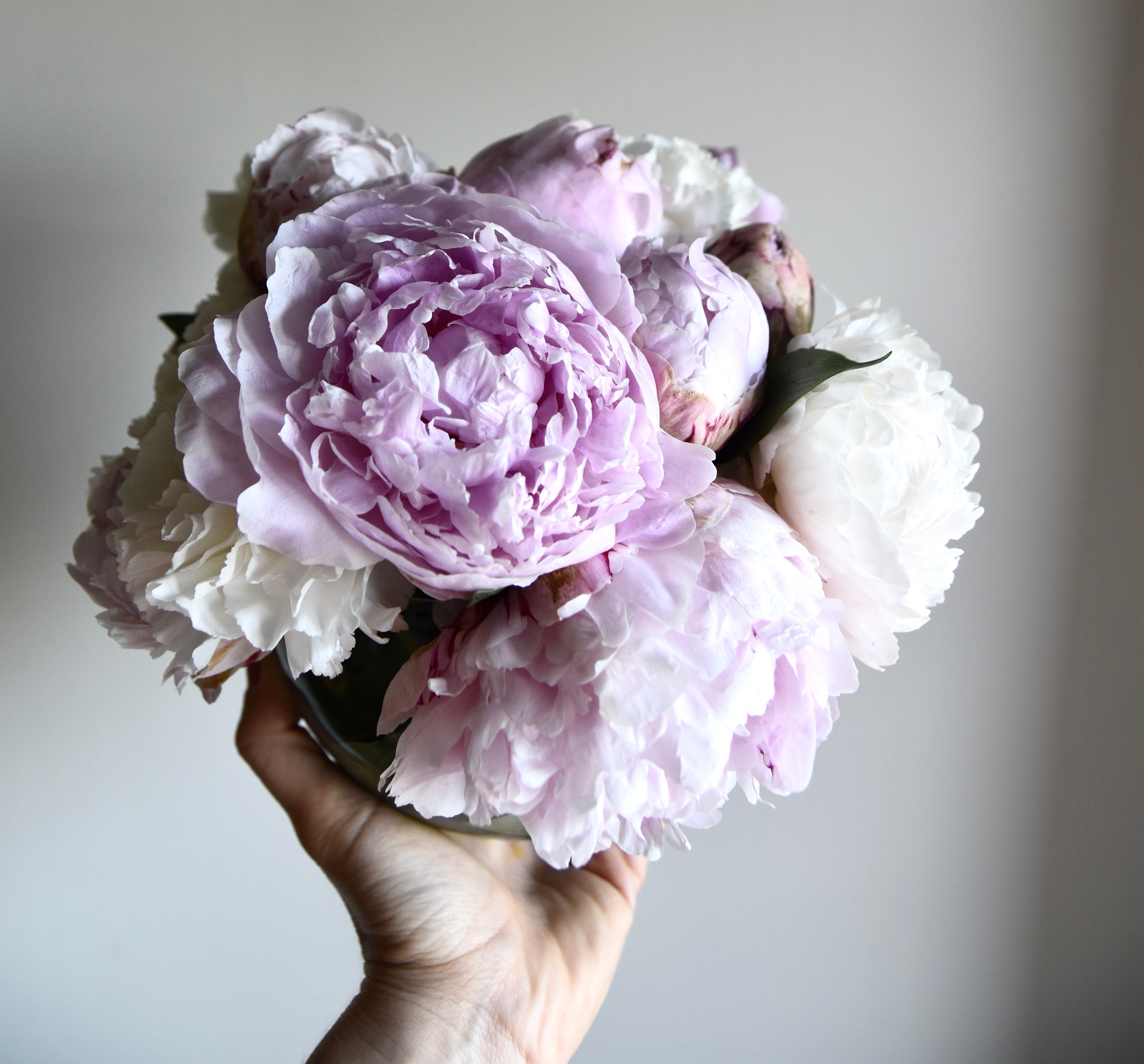 A2F Purple and white peonies