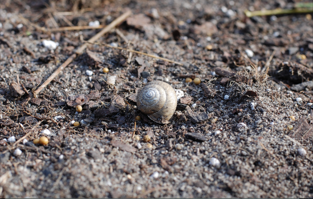 A2F Five things snail on flower bed