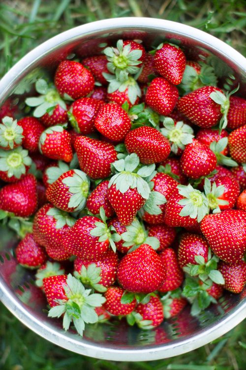 A2F Summer 2016 Bucket List Strawberry Picking