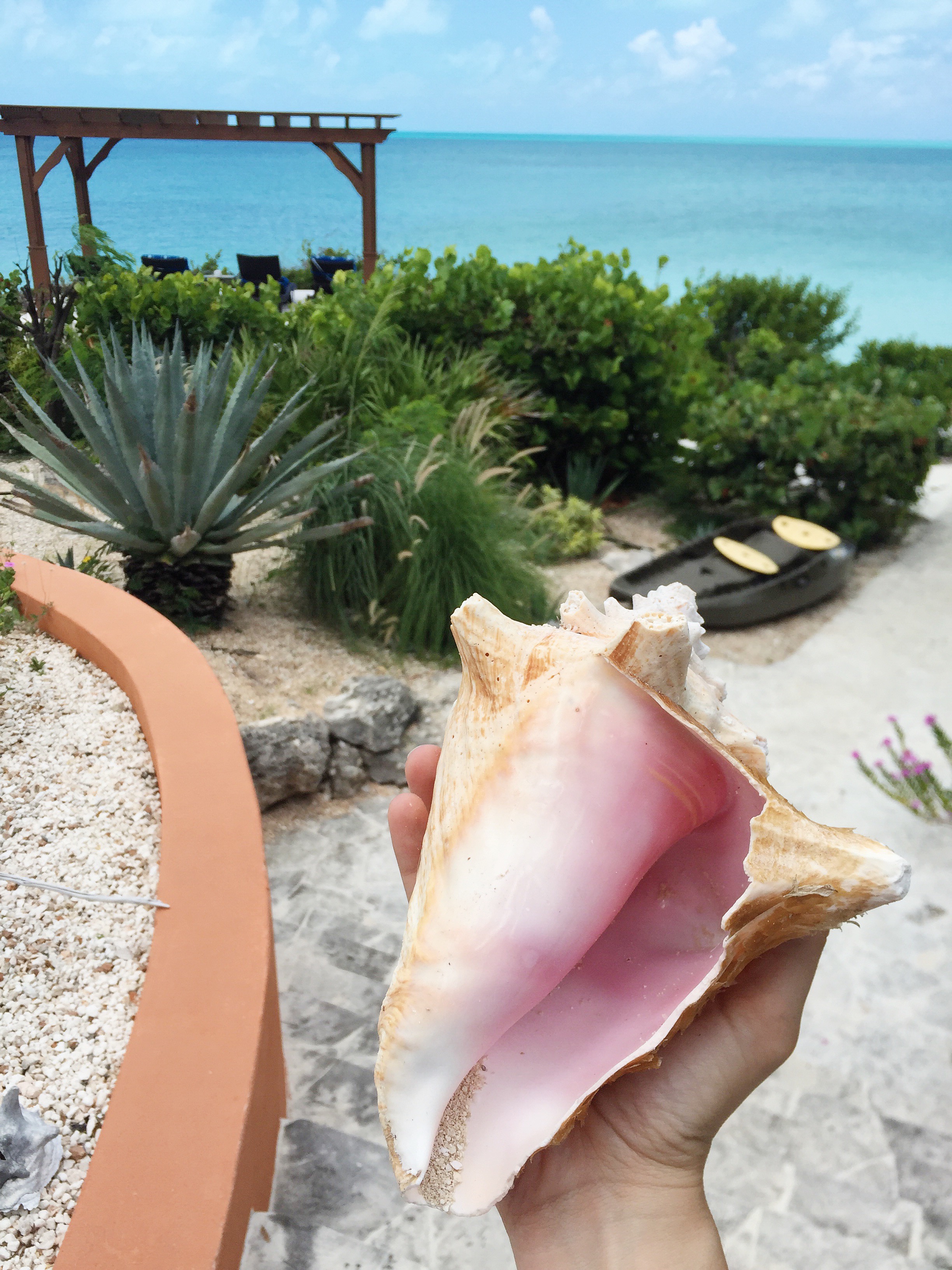 A2F Turks and Caicos Conch Shell